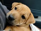 Looking for A Caring House