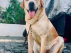 Labrador Male for Crossing