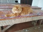 Persian Cat