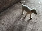 Dog for Kind Home