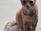 Cat for Kind Home