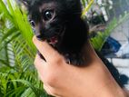 Cat for Kind Home
