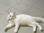 Looking For A Kind Home Adoption
