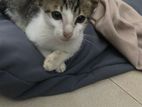 Cat for Kind Home