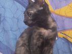 Looking for a kind home