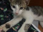 Cat for A Kind Home
