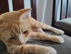 Cat for Kind Home
