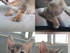 Looking for a kind home
