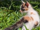 Cat for Kind Home