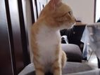 Cat for Kind home