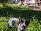 Kitten for Kind Home