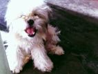 Shitzu Female Puppy
