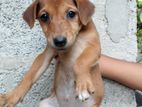 Dog for A Kind Home