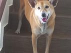 Dog for A Kind Home