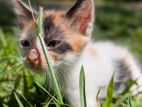 Kitten for Kind Home