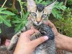Cat for Kind Home