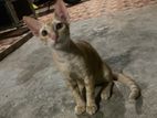 Kitten for Kind Home