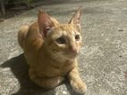 Kitten for Kind Home