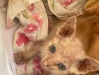 Kitten for Kind Home
