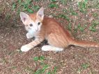 Cat for Kind Home