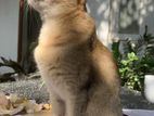 Kitten for Kind Home