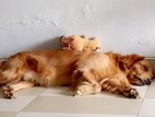 Dog for Kind Home