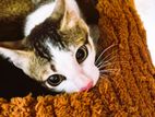 Cat for Kind Home