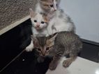 Kittens for Kind Homes