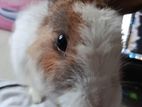 Angora Rabbit for Kind Home