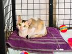 Cat for Kind home