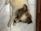 Dog for Kind Home