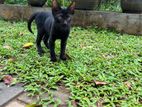 Cats for Kind Home