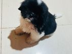 Shitzu Puppy