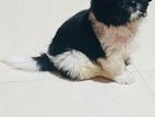 Shitzu Puppy for Kind Home