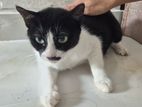 Cat for A Kind Home
