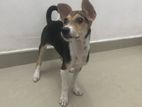 Puppy for Kind Home