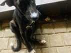 looking for a safe loving home puppy