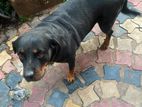 Rottweiler Dog for Kind Home