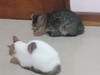 Kittens for Kind Home
