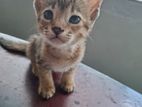 Cat for Kind Home