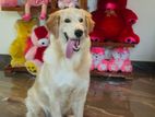 Golden Retriever Dog