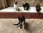 Kittens for Kind Home