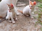 Cats for Kind Home