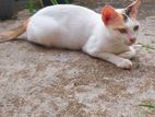 Cats for Kind Home