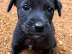 Looking For Loving Forever Homes
