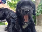 Cocker Spaniel Puppy