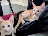 Cat for Looking Kind Homes