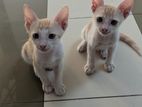 Cat for Looking Kind Homes