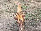 Loong Tail Rooster