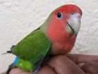 Loriculus Beryllinus Parrot